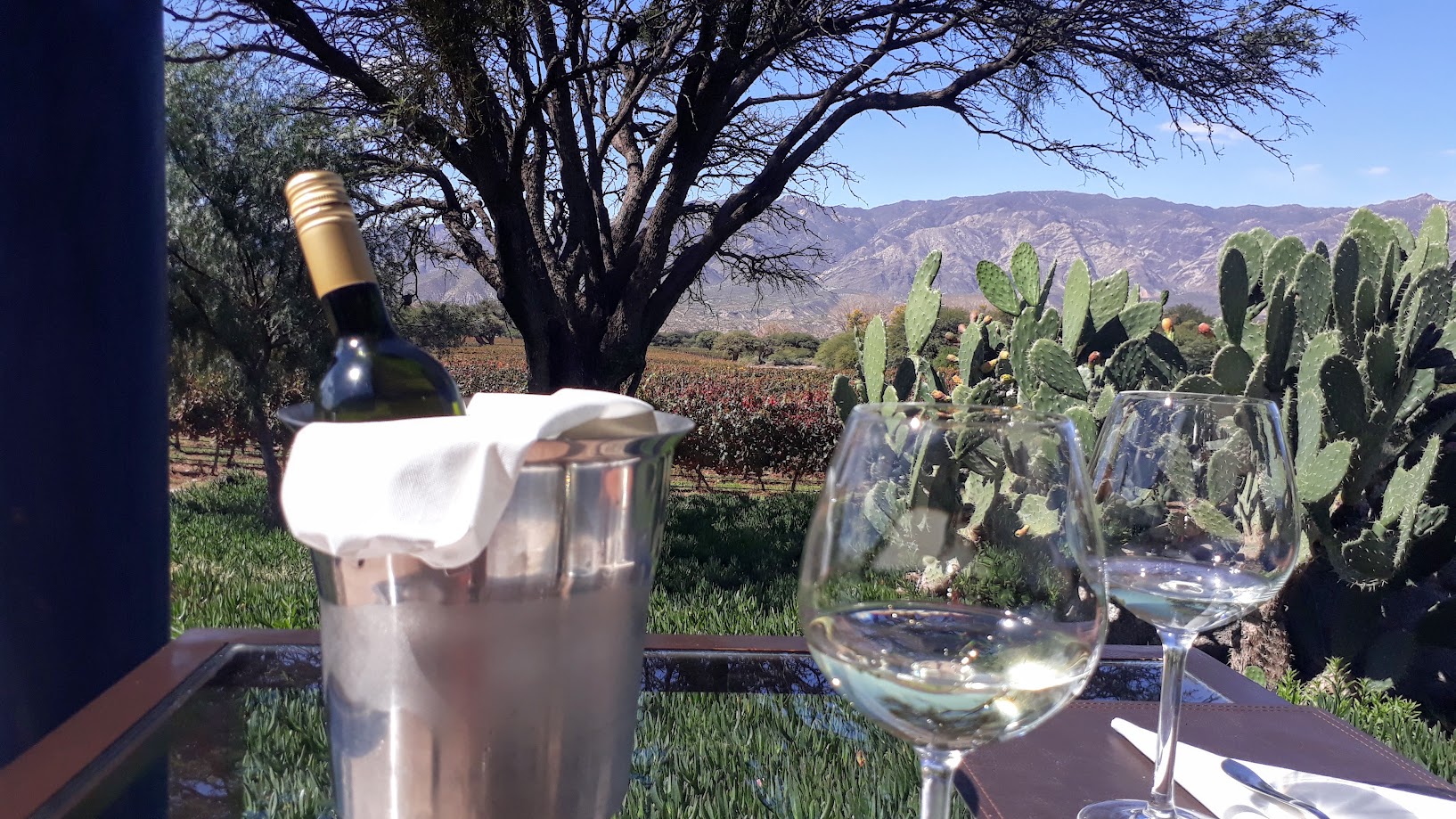 Cata de vinos en Mendoza